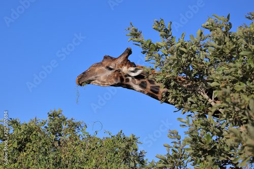 Canvas Print Giraffe / Giraffe / Giraffa camelopardalis