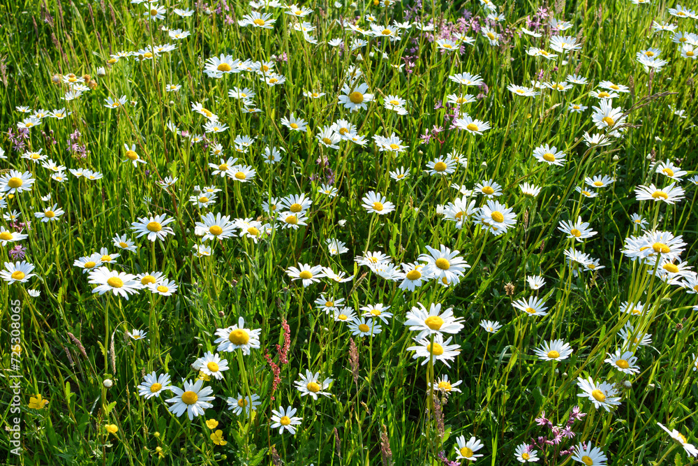 Many daisies on a meadow in nature