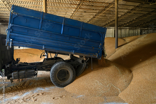Truck unloads the wheat grains inside the storage of a farm in a village in the Kyiv region, Ukraine August 10, 2023