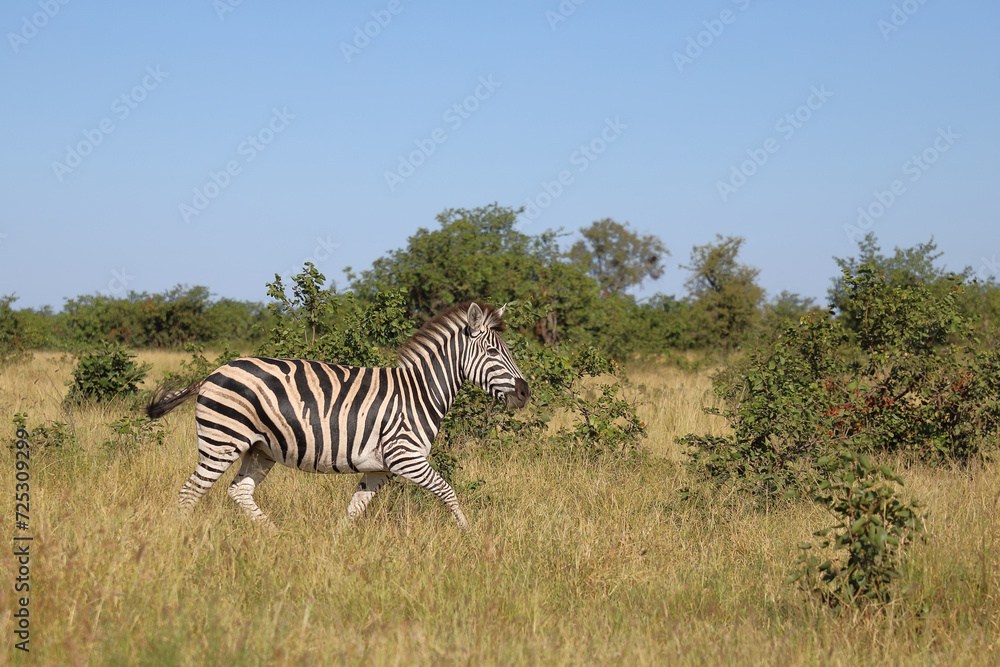 Steppenzebra / Burchell's zebra / Equus quagga burchellii. Steppenzebra / Burchell's zebra / Equus quagga burchellii.