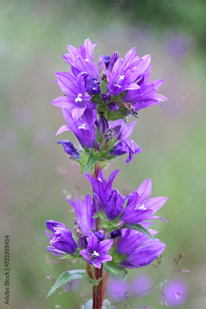 Fototapeta premium Clustered Bellflower, Campanula glomerata, wild plant from Finland