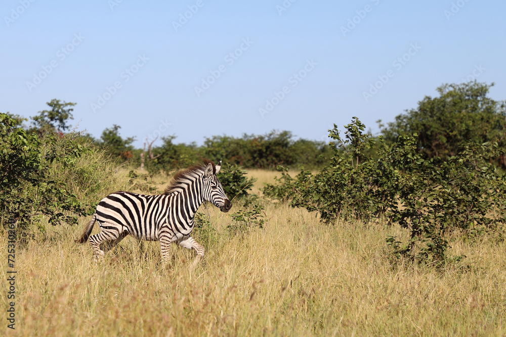 Obraz premium Steppenzebra / Burchell's zebra / Equus quagga burchellii..