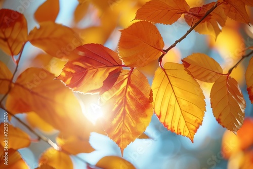 Colorful Autumn leaves on sunlight