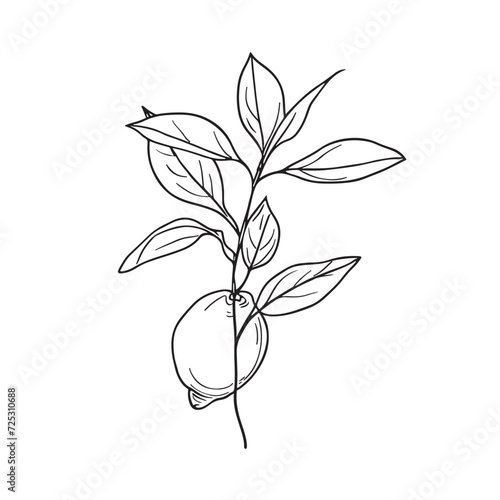 Simple line drawing illustration of a lemon on a tree branch
