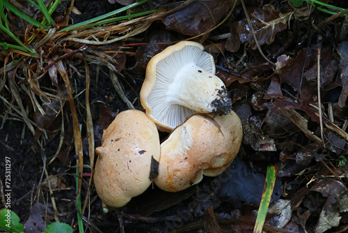 Tan pink gill, Rhodocybe gemina, wild mushroom from Finland photo