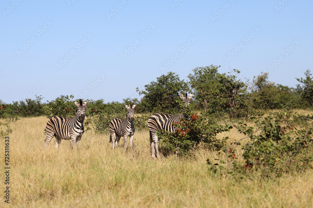 Steppenzebra / Burchell's zebra / Equus quagga burchellii Steppenzebra / Burchell's zebra / Equus quagga burchellii
