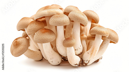 Shimeji mushroom