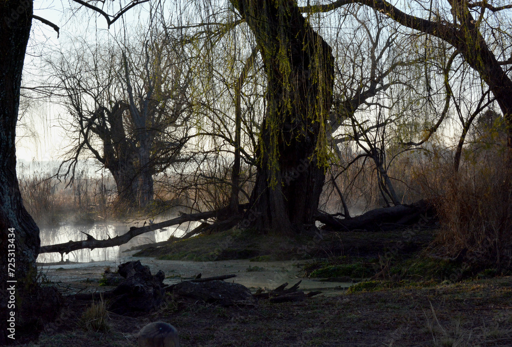 Old trees with a eerie atmosphere Old trees with a eerie atmosphere