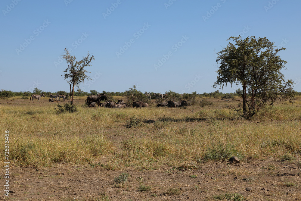 Streifengnu / Blue wildebeest / Connochaetes taurinus