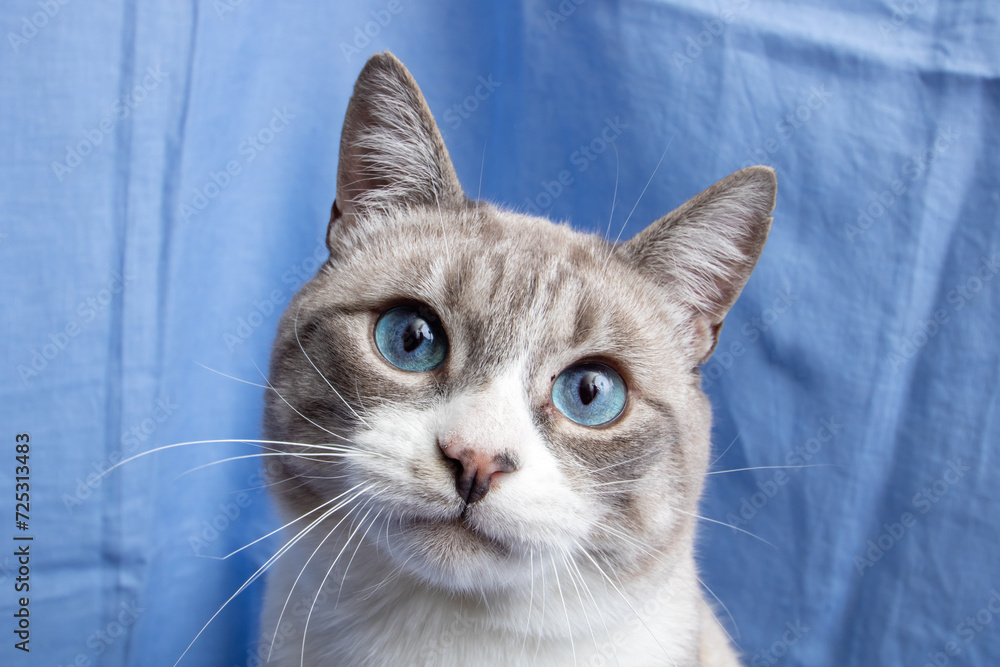 Gray cat with blue eyes portrait on blue background