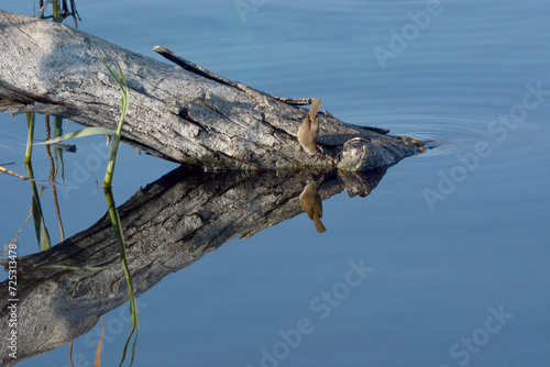 Refletion of an old tree an a Bird photo