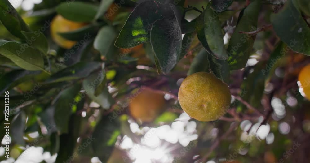 Tangerine Tango: A Visual Feast of Citrus Bounty in the Farmer's Orchard. High quality 4k footage Tangerine Tango: A Visual Feast of Citrus Bounty in the Farmer's Orchard. High quality 4k footage