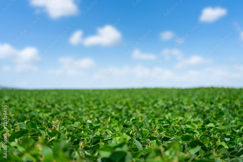 Soybeans green field on blue sky background. Selective focus