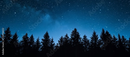 Stars visible in night sky above dark forest