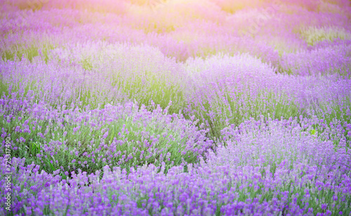 Blooming lavender flowers field on colorful sunset background. 