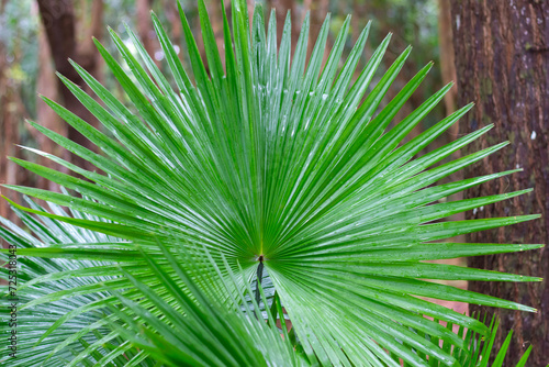National leaf of the Phillipines livistona rotundifolia. Anahaw Palm