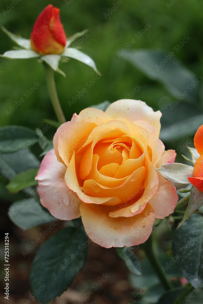 A large orange-yellow garden rose flower in the center and a bud above it A large orange-yellow garden rose flower in the center and a bud above it