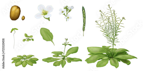 Set of arabidopsis thaliana, model organism in plant biology, based on growth stages and organs. Plant illustration assets on transparent background photo