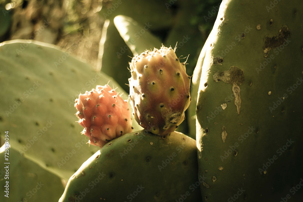 Close up of prickly pear fruit. Close up of prickly pear fruit.