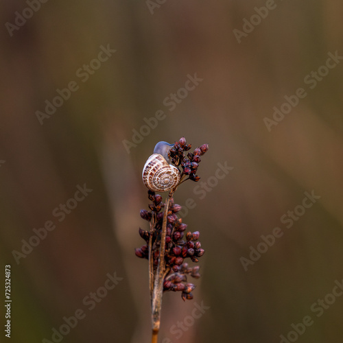 Snail on red plant