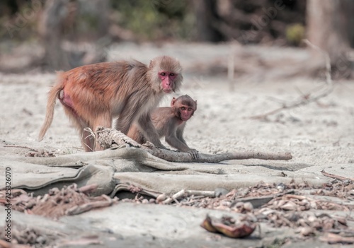 Foto Rhesus Macaque Monkey with baby