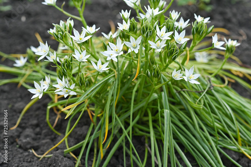 ornithogalum. The background is beautiful white flowers. photo