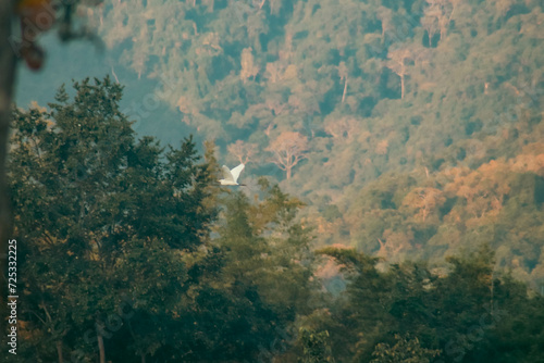 White Egret is a rare and protected wildlife at Kui Buri National Park. Prachuap Khiri Khan  Thailand