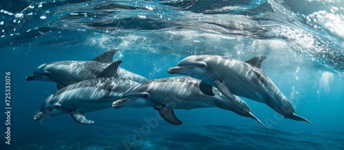 Dolphins in the sea, snorkeling with marine life and other ocean animals.