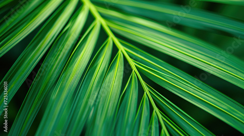 Green palm leaf close-up. Natural background and texture for design.
