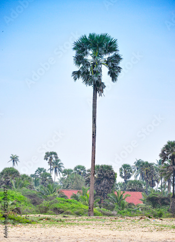 A palm tree in a peaceful environment, Mannar, sri lanka photo