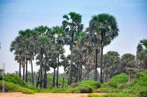 Foto A palm tree in a peaceful environment, Mannar, sri lanka