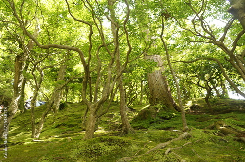 A nature trail filled with green trees and moss covered the ground at Ginkakuji Temple (or Silver Pavilion) in Kyoto, Japan.