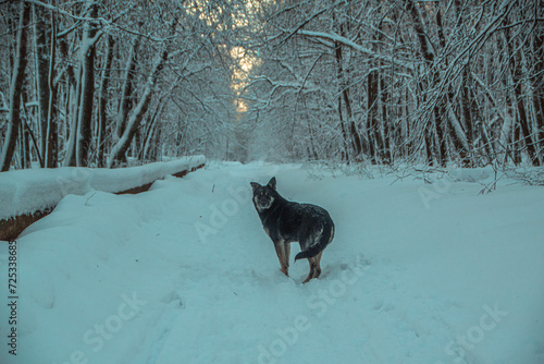 dog in snow