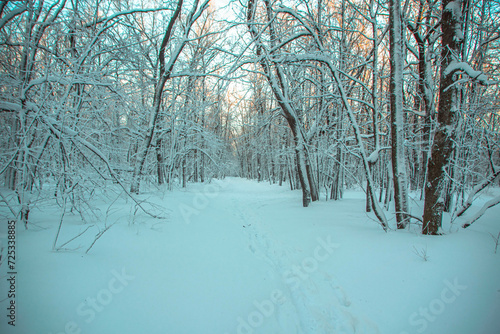 forest in winter