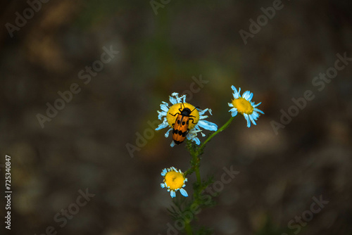 flowers in the field