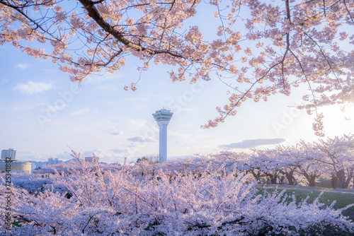 桜と五稜郭タワー