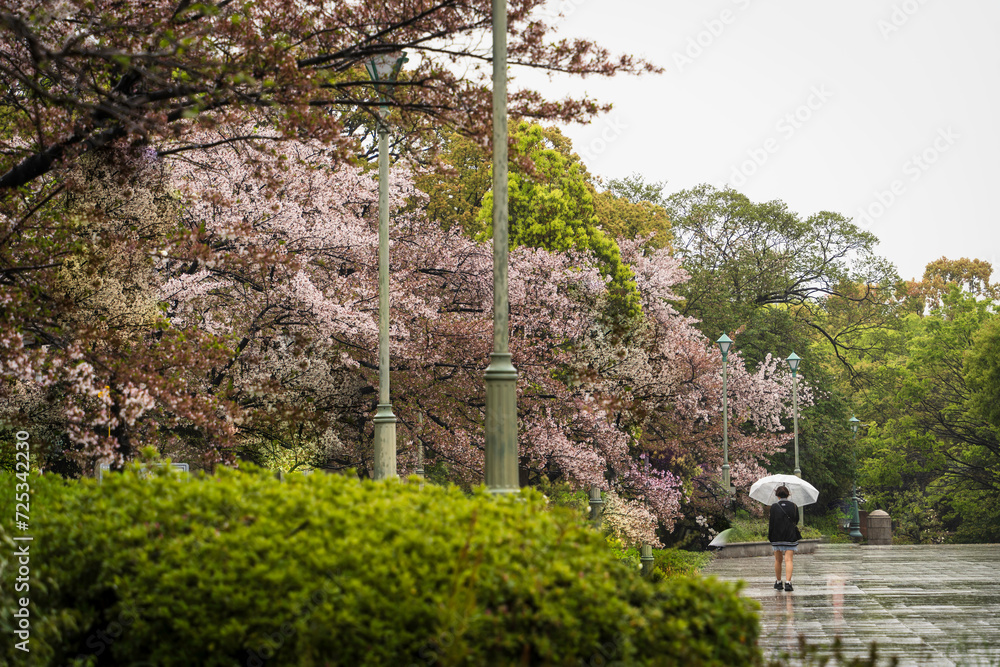 Fototapeta premium 雨に打たれる満開の桜