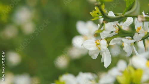 Trifoliate Orange. White Wild Hardy Orange. Flower Against A Bright Nature Background. Close up. photo