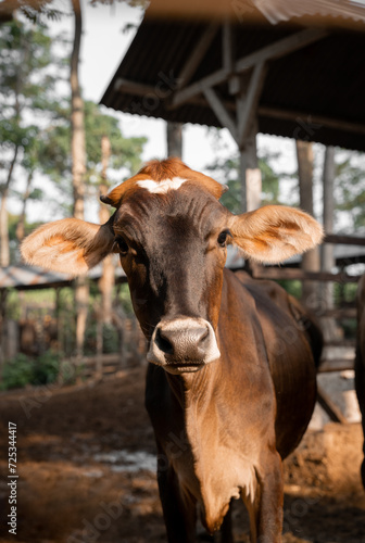 Cow in Outdoor Farm. Portrait