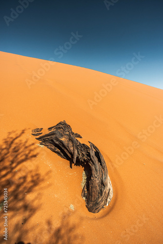 dead wood in sands