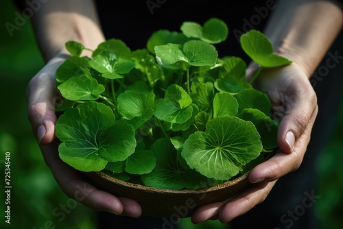 close up hands holding leaves of gotu kola Herb, Centella asiatica medicinal and cosmetic plant