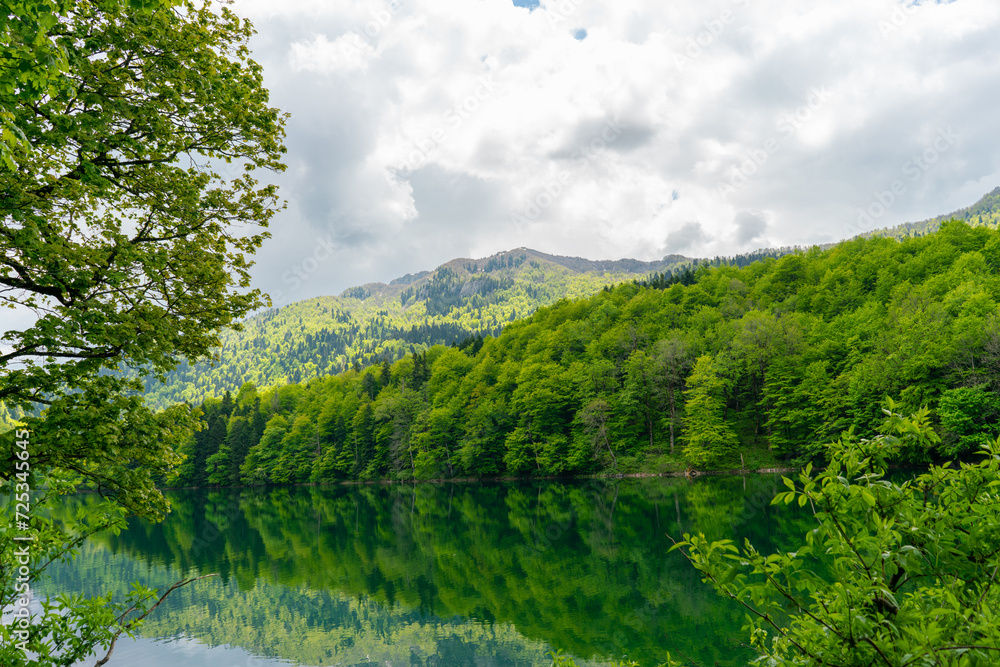 National park Biogradska gora in Montenegro. National park Biogradska gora in Montenegro.