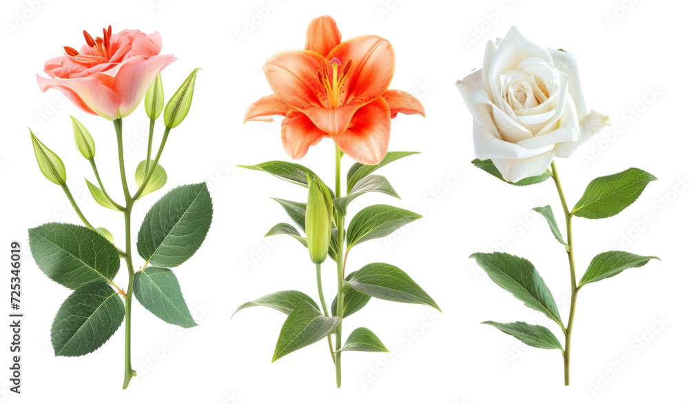 Set fo Lilies and roses with leaves