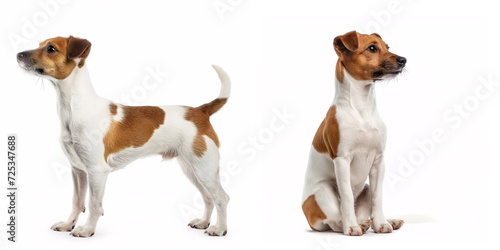 Dog Jack Russell Terrier © Papou