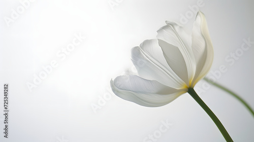 Elegant White Tulip on Light Background