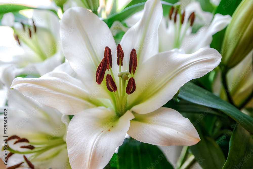 Blooming flowers of a White Lily, botanically known as Lilium Candidum in close-up Blooming flowers of a White Lily, botanically known as Lilium Candidum in close-up