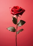 Beautiful red rose on a red background. Valentine's gift. Generative AI.