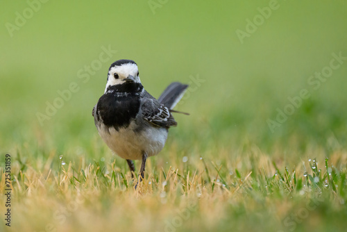 A White Wagtail running on a meadow