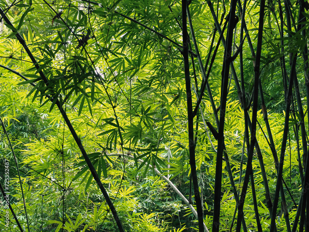 Fototapeta premium Shady bamboo trees in the deep forest