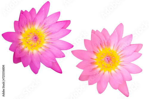 Beautiful two pink lotus as white background picture.flower on clipping path.